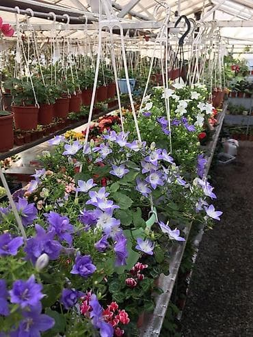 вьющиеся цветы: Кампанула (жених и невеста) — 2