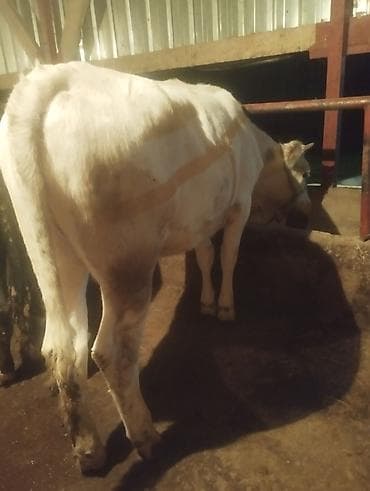 мингич ат: Продаю | Бык (самец) | Полукровка | На откорм | Привязанные — 5