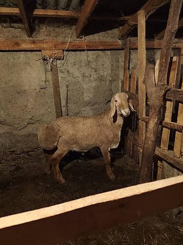 сова живая: Продаю | Овца (самка) | Для разведения — 2