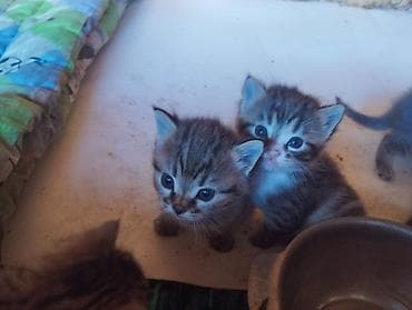 Животные: Котята, короткошёрстные домашние, полосатые табби с белыми отметинами — 1