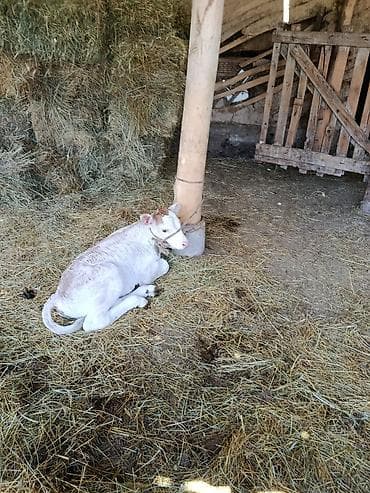 выгул животных: Продаю | Корова (самка), Музоо, торпок | На откорм — 2