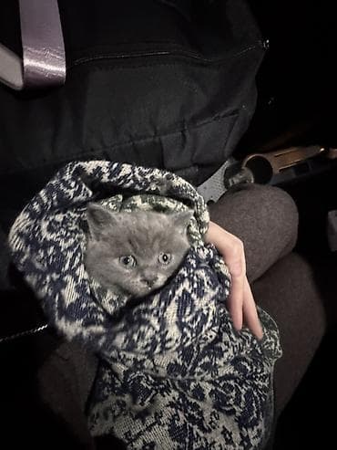 выбор: Британская короткошёрстная, 3 месяца, Мальчик, Голубой, Приучена к лотку — 1