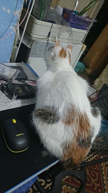 Грызуны: Кошка даром: Беспородная, 1 год, Девочка, Приучена к лотку — 4