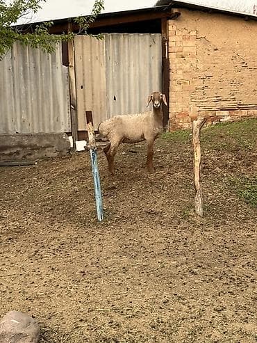 куплю козы: Продаю | Ягненок | Для разведения — 1