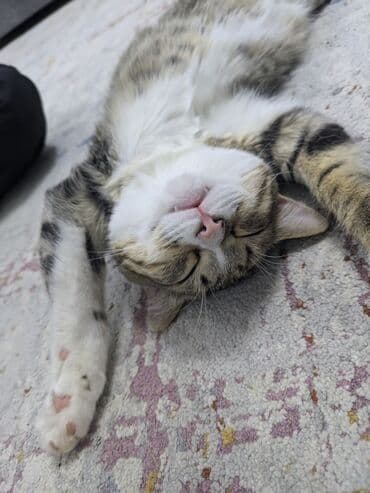 домашние кошки: Беспородная, 9 месяцев, Мальчик — 1