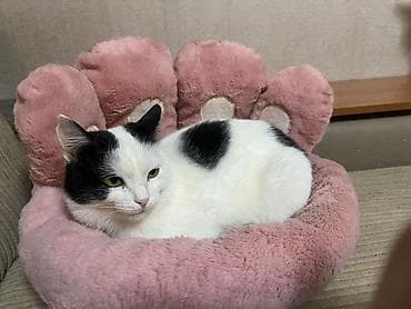 отдам даром кошку ош: Кошка даром: Беспородная, 3 месяца, Мальчик, Приучена к лотку, Проглистована — 5