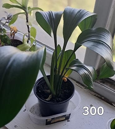 Сансевирия 300,эухарис 300,монстера 150,традесканция 150 — 4