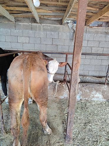 швец торпок: Продаю | Тёлка | Для разведения — 3