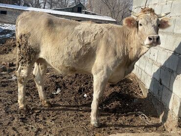 собаки лайка: Продаю | Корова (самка) | Алатауская | Для разведения, Для молока | Стельные, Нетель — 4