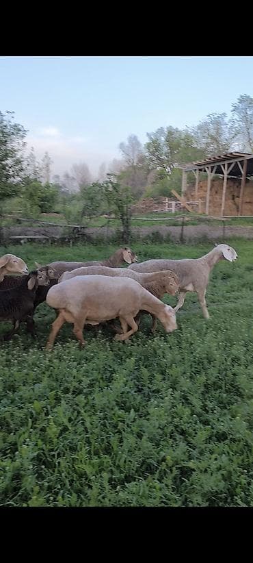 азиятский овчарка: Продаю | Овца (самка) | Для разведения | Матка — 5