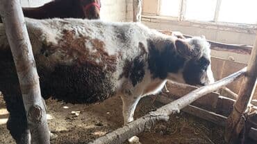 купить собаку доберман в бишкеке: Продаю | Бык (самец) | На откорм | Привязанные — 7