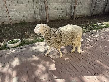 машинка кой: Продаю | Баран (самец) | Кастрированные — 2