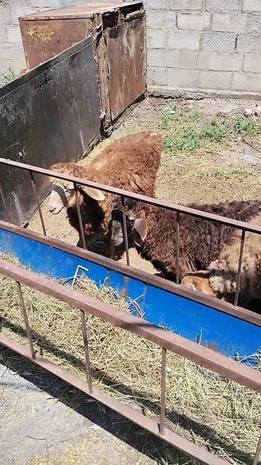 аквариумы с рыбками: Продаю | Ягненок | Для разведения — 1