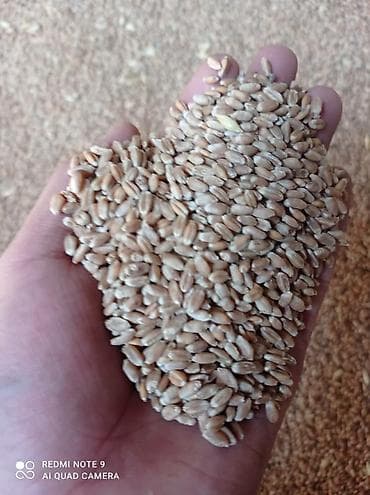 Продается пшеница (буудай).Подкомбайн.Сорт:Влада. Адрес:Сокулукский at lalafo.kg Продается пшеница (буудай).Подкомбайн.Сорт:Влада. Адрес:Сокулукский