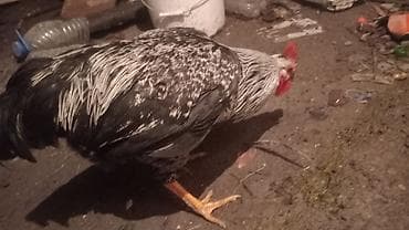 мясо бройлера цена бишкек: Птицы — 7