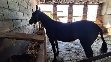 дом кошка: Продаю | Конь (самец), Жеребенок | Для разведения, Конный спорт — 2