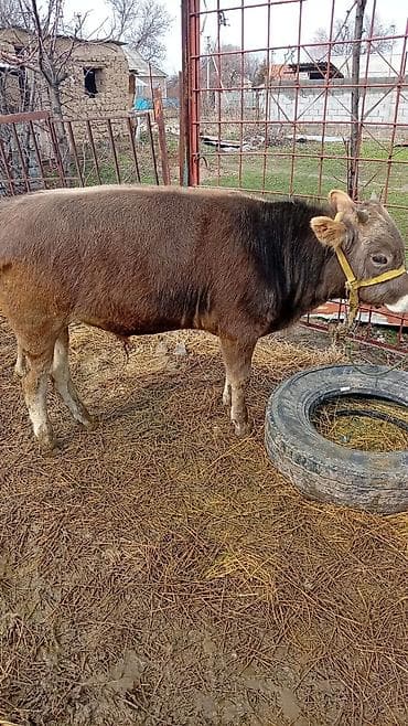 животные собака: 8 месяц — 1