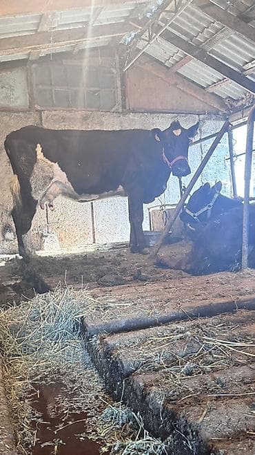 жаныбарлар: Сатам | Уй (ургаачы) | Ангус, Голштин | Көбөйтүү үчүн | Музоологондон кийин — 2