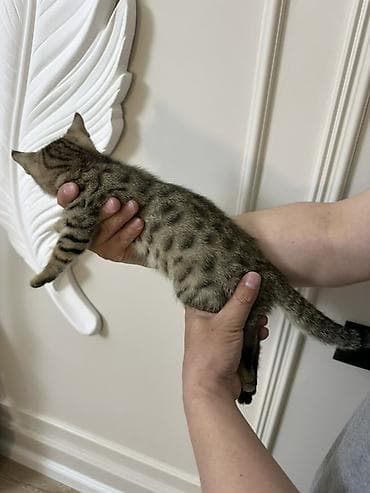 котят в хорошие руки: Срочно продается бенгальские котёнки остались мальчик и девочка — 2