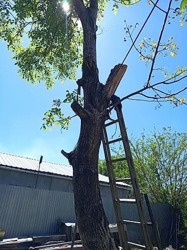 Услуги по удалению и обрезке деревьев орех отдам даром самовыруб и