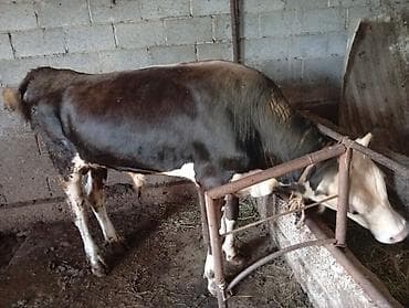 крупные собаки: Продаю | Бык (самец) | На откорм | Привязанные — 2