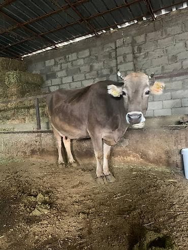 Уй сатылат 
+996999760604