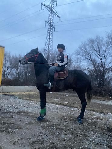 А/ч жаныбарларын сатам: Сатам | Жылкы (эркек) | Ат спорту | Асыл тукумдуу — 4