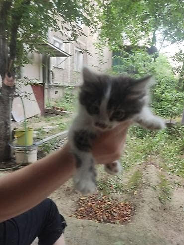 лиса купить: Беспородная, 2 месяца, Мальчик, Приучена к лотку — 4