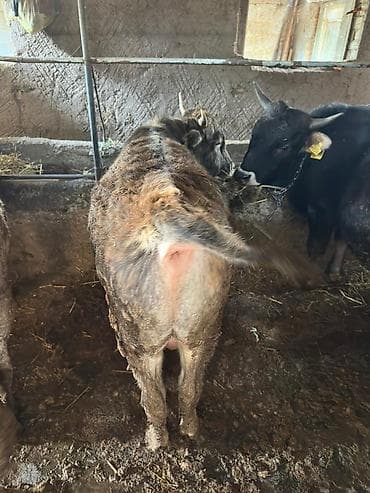 Продаю | Бык (самец) | На откорм | Привязанные