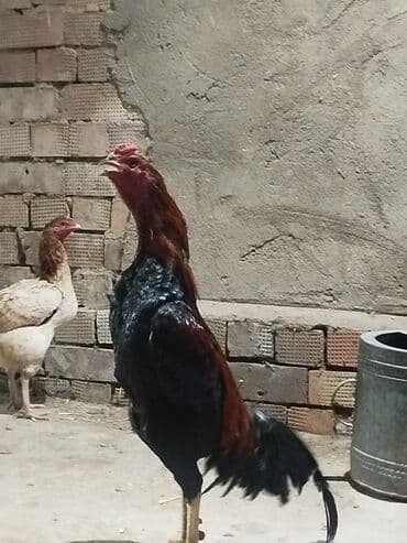 цесарка цена бишкек: Продоётся бойцовый докан одноглазый нету правого глазапо прозвище — 1