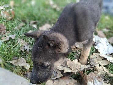 куплю кавказскую овчарку: Бельгийская овчарка, 3 месяца, Самец, С прививкой — 1