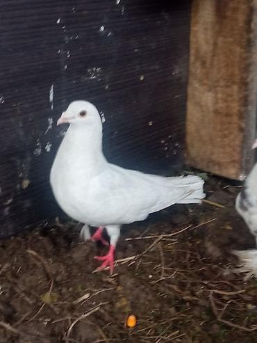 Үй жаныбарлары: Породистые голуби декоративных направлений. - 1 штук 500 сом Белые — 1