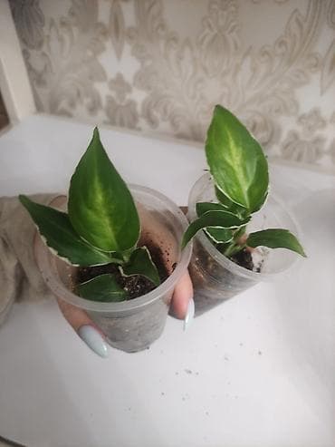 сингониум манго алюжн: 1. Сингониум империал Вайт Детки с хорошей вариегатностью 2 — 4