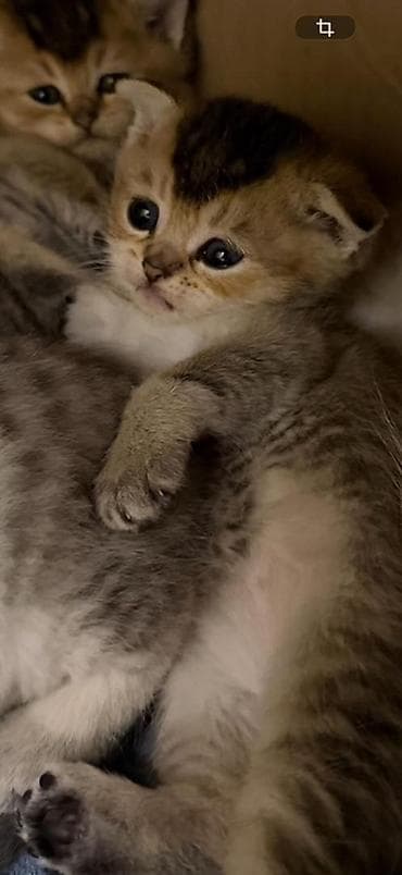 кормушка для овец фото: Шотландские котята (скоттиш-фолд/скоттиш-страйт, короткошёрстные) - — 2