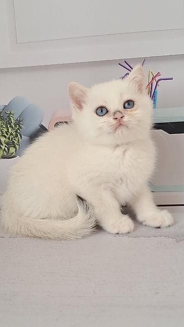 кошка британец: Британская короткошёрстная, 1 месяц, Мальчик, Золотая шиншилла — 3