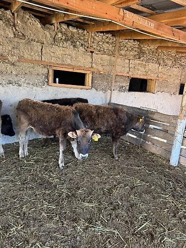 жаны асый: Сатам | Бука (эркек) | Бордоп семиртүү үчүн — 2