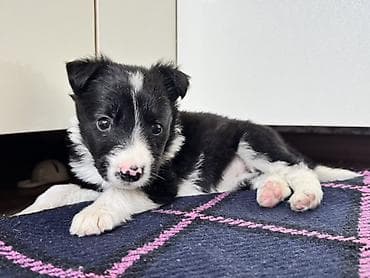 собака щенки: Колли, 1 месяц, Самка — 8
