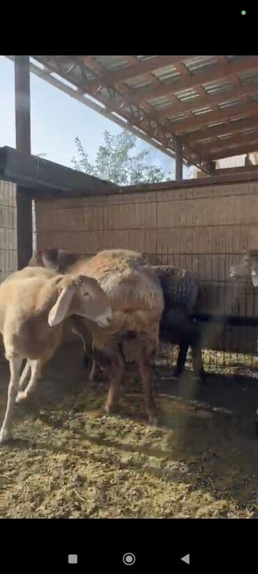 животные домашние: Продаю | Овца (самка), Ягненок | Арашан | Для разведения | Племенные, Ярка — 11