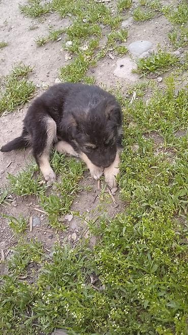 купить собаку в бишкеке: Малыши ищут дом и семью любящую семью с самого рождения у них — 4