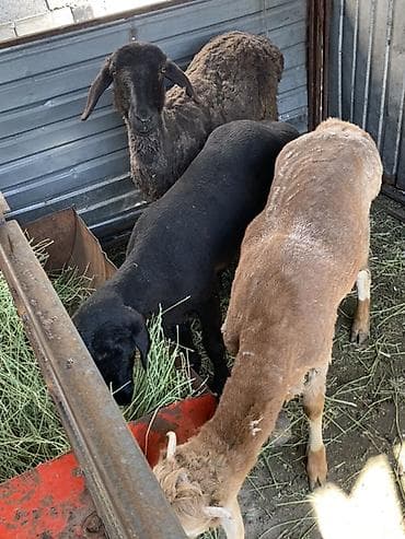 домашняя крыса: Продаю | Баран (самец) | Для разведения | Племенные — 2