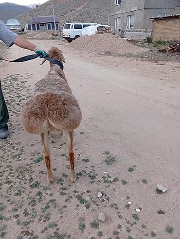крематорий для животных бишкек: Продаю | Баран (самец) | Арашан | Для разведения — 4