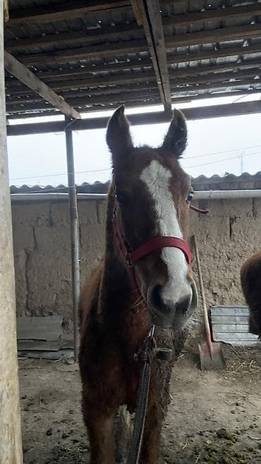 Лошади, кони: Продаю | Жеребенок | Для разведения — 4
