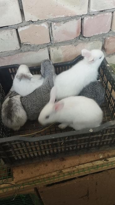 тун азык: Сатам | Коендун бөжөктөрү | Көбөйтүү үчүн | Асыл тукумдуу — 1