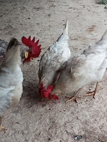 копчёный курдюк: Продаю свежие яйца от кур породы Леггорн 🐔 ✔ В наличии: 100 штук ✔ — 2