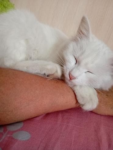 сиямские кошки: 1 месяц, Девочка, Белый — 4