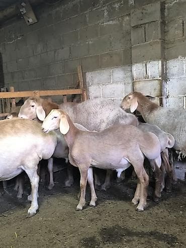 коротколапая кошка: Продаю | Ягненок | Арашан | Для разведения | Племенные — 4