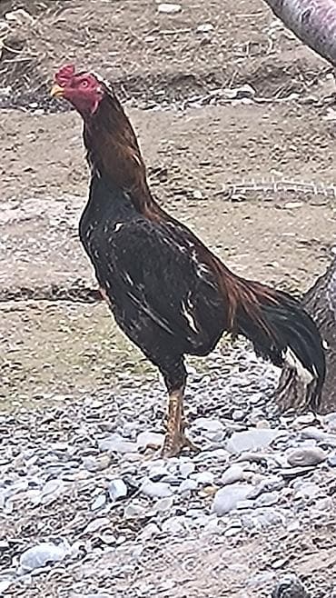 куплю курицы: Продаю | Петух | Бойцовая | Для разведения — 1