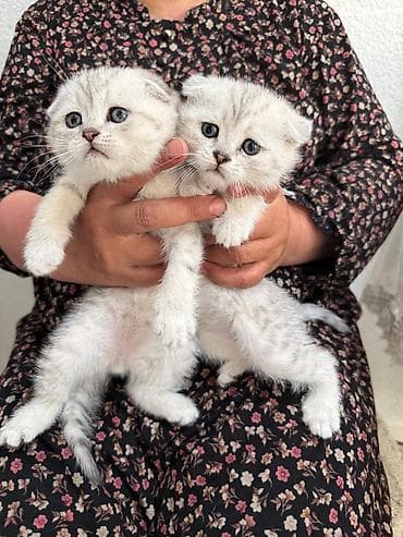 Чистокровные Шотландские вислоухие котята (скоттиш-фолд) Девочка и