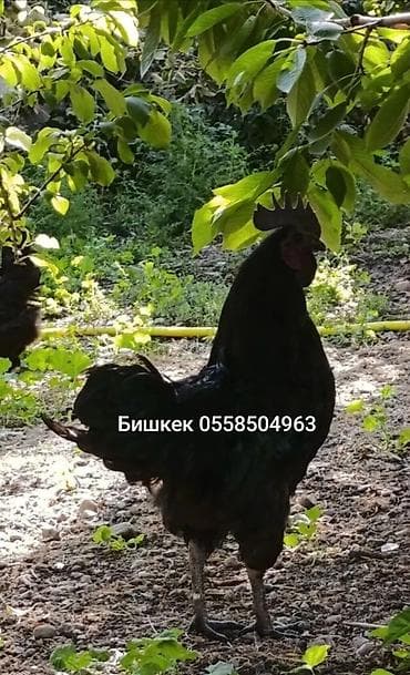 cat sofa: Продаю | Петух | Для разведения — 1