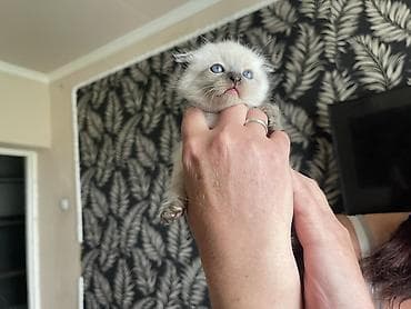 сибирские кошки: 1 месяц, Девочка, Приучена к лотку — 2